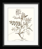 Neutral Botanical Study VI Fine Art Print