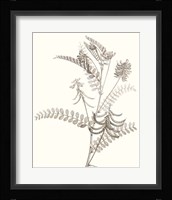 Neutral Botanical Study VII Fine Art Print