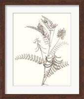 Neutral Botanical Study VII Fine Art Print