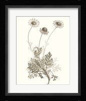 Neutral Botanical Study VIII Fine Art Print