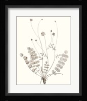 Neutral Botanical Study IX Fine Art Print