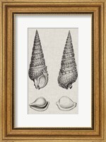 Charcoal & Linen Shells I Fine Art Print
