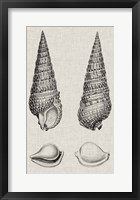 Charcoal & Linen Shells I Framed Print