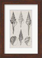 Charcoal & Linen Shells II Fine Art Print