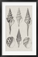 Charcoal & Linen Shells II Fine Art Print