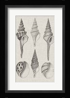 Charcoal & Linen Shells II Fine Art Print
