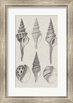 Charcoal & Linen Shells II Fine Art Print