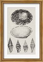 Charcoal & Linen Shells III Fine Art Print