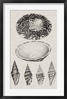 Charcoal & Linen Shells III Fine Art Print