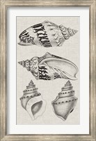 Charcoal & Linen Shells IV Fine Art Print
