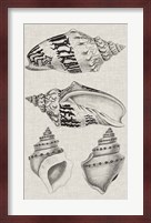 Charcoal & Linen Shells IV Fine Art Print