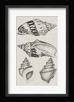 Charcoal & Linen Shells IV Fine Art Print