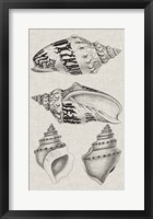 Charcoal & Linen Shells IV Framed Print