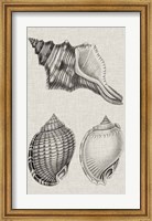 Charcoal & Linen Shells V Fine Art Print