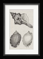 Charcoal & Linen Shells V Fine Art Print