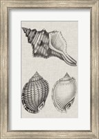 Charcoal & Linen Shells V Fine Art Print