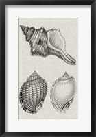 Charcoal & Linen Shells V Framed Print