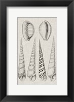Charcoal & Linen Shells VI Fine Art Print