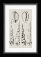 Charcoal & Linen Shells VI Fine Art Print