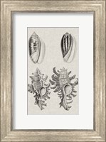 Charcoal & Linen Shells VII Fine Art Print