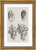 Charcoal & Linen Shells VII Fine Art Print