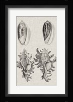 Charcoal & Linen Shells VII Fine Art Print