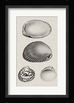 Charcoal & Linen Shells VIII Fine Art Print