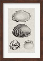 Charcoal & Linen Shells VIII Fine Art Print