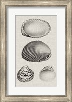 Charcoal & Linen Shells VIII Fine Art Print