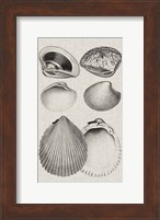 Charcoal & Linen Shells IX Fine Art Print