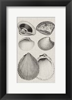 Charcoal & Linen Shells IX Fine Art Print