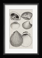 Charcoal & Linen Shells IX Fine Art Print