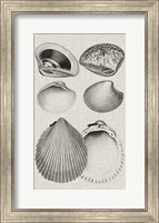 Charcoal & Linen Shells IX Fine Art Print