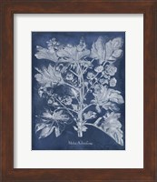 Besler Leaves in Indigo II Fine Art Print