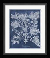 Besler Leaves in Indigo II Fine Art Print