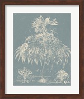 Delicate Besler Botanical I Fine Art Print