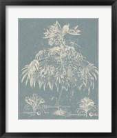Delicate Besler Botanical I Fine Art Print