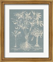 Delicate Besler Botanical II Fine Art Print