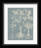 Delicate Besler Botanical II Fine Art Print