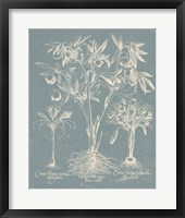 Delicate Besler Botanical II Framed Print