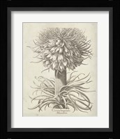 Fresco Crown Imperial I Fine Art Print