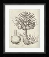 Fresco Crown Imperial II Fine Art Print