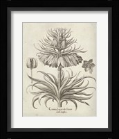 Fresco Crown Imperial III Fine Art Print