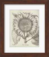 Fresco Sunflower I Fine Art Print