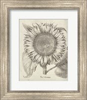 Fresco Sunflower I Fine Art Print