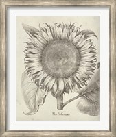 Fresco Sunflower I Fine Art Print