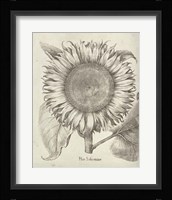 Fresco Sunflower I Fine Art Print