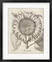 Fresco Sunflower I Framed Print