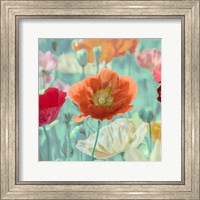 Poppies in Bloom I Fine Art Print
