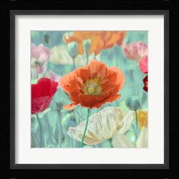 Poppies in Bloom I Fine Art Print